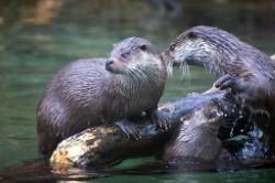 otter 250